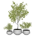 Natural Lush Bonsai Trees With Dense Green Foliage And Graceful Branch Structures