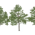 Modern Tree Landscape Tree Big Tree Garden Tree 3d model