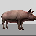 Pink Domestic Pig Standing On Gray Background With Natural Skin Texture 3d model