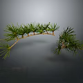 Green Pine Branch With Fresh Needles Brown Stem And Reflection On Dark Background 3d model