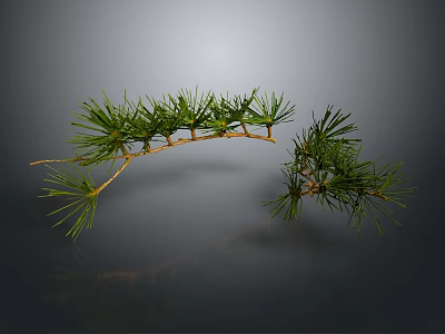 Green Pine Branch With Fresh Needles Brown Stem And Reflection On Dark Background 3d model