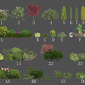Various Types of Decorative Shrubs for Garden Landscaping and Outdoor Design