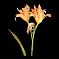 Orange Yellow Lilies In Vase With Green Stems And Leaves On Black Background