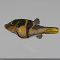 Pufferfish With Black And Yellow Stripes Orange Spotted Body Yellow Tail On Gray Background