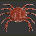 Vibrant Red Crab Aquatic Animal With Detailed Texture And Lifelike Appearance