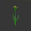 Red and Yellow Tulip Plant with Green Leaves and Root Base on Gray Background