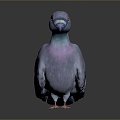 Pigeon Edible Pigeon Play Pigeon Racing Pigeon Military Pigeon Experimental Pigeon Wild Pigeon Rock Pigeon Raw Pigeon 3d model