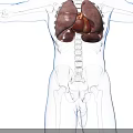 Human Abdominal Organs 3D Medical Illustration With Skeleton And Internal Structure
