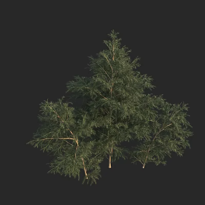 Modern wood sand tree Cryptomeria longleaf peacock pine green cloud Cryptomeria oriental fir side cypress leaf Sequoia shrub 3d model