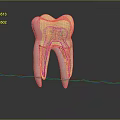 Anatomical 3D Tooth Organ Model With Colorful Lines And Black Background Reflection
