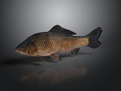 Brown Freshwater Fish With Scaly Texture On Dark Reflective Background 3d model