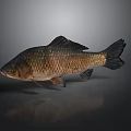 Brown Freshwater Fish With Scaly Texture On Dark Reflective Background