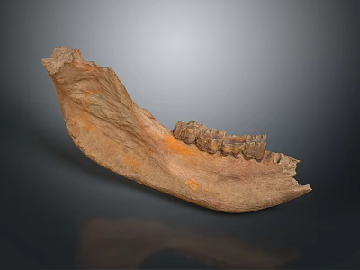 Ancient Mandible Fossil Exhibiting Preserved Teeth And Textured Brown Surface 3d model