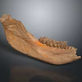 Ancient Mandible Fossil Exhibiting Preserved Teeth And Textured Brown Surface