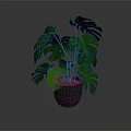 Monstera Plant With Large Green Split Leaves In Gray Pot For Indoor Decoration