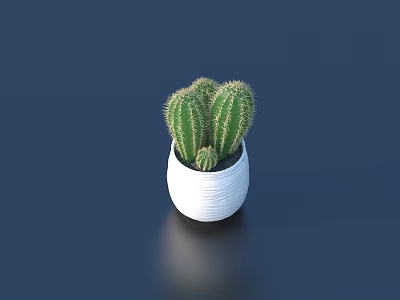 Decorative Cactus Bonsai Plant in White Textured Pot on Dark Background 3d model