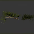 Green Pine Branch With Fresh Needles Brown Stem And Reflection On Dark Background 3d model