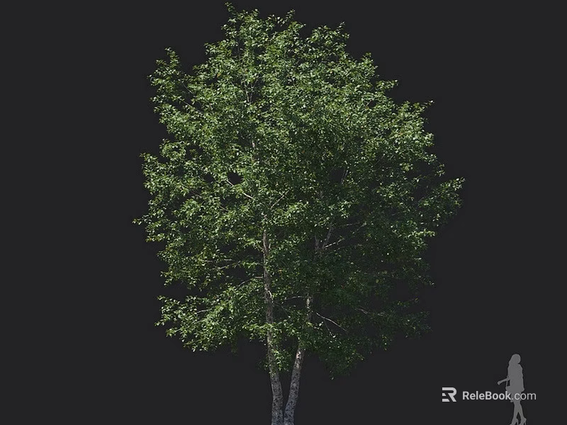 Lush Green Tree With Dense Foliage Double Trunks And Person Standing Beside 3d model 
