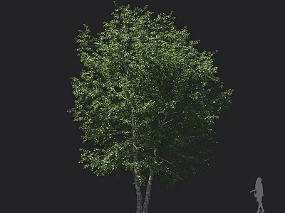 Lush Green Tree With Dense Foliage Double Trunks And Person Standing Beside 3d model