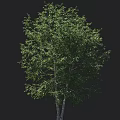 Lush Green Tree With Dense Foliage Double Trunks And Person Standing Beside