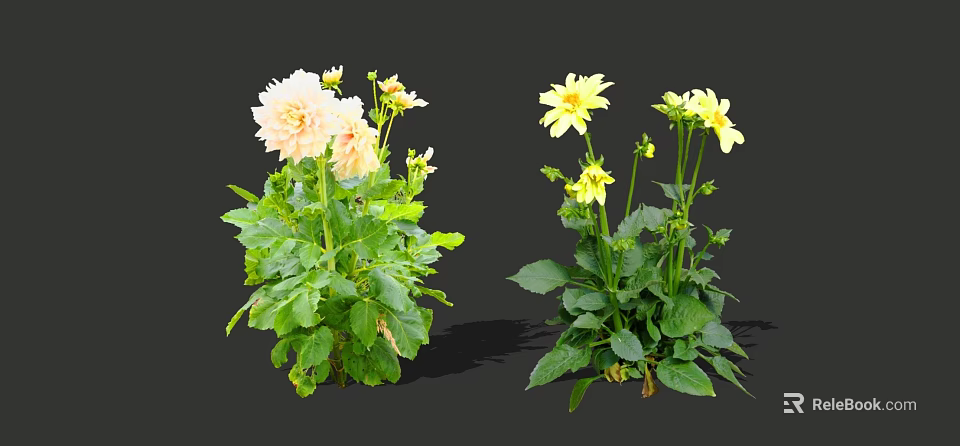 Beautiful Pink and Yellow Dahlia Flowers With Lush Green Leaves in Bloom 3d model 