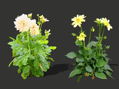 Beautiful Pink and Yellow Dahlia Flowers With Lush Green Leaves in Bloom 3d model