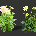 Beautiful Pink and Yellow Dahlia Flowers With Lush Green Leaves in Bloom
