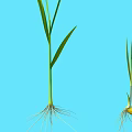 Plant Growth Stages Showing Seed Germination Seedling With Green Leaves White Roots And Blue Background