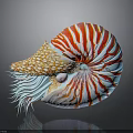 Vibrant Nautilus With Red White Striped Shell Blue Tentacles And Orange Spotted Mantle