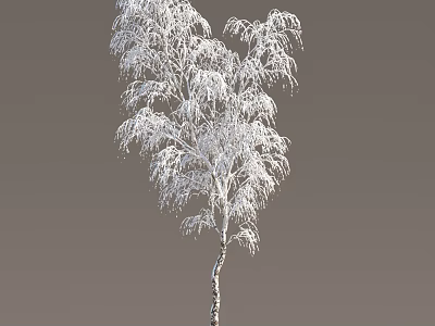 Snow Covered Tree With White Frosted Branches Against Plain Gray Background 3d model