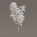 Snow Covered Tree With White Frosted Branches Against Plain Gray Background