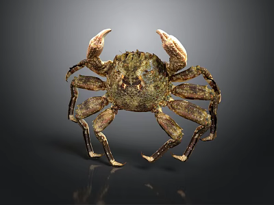 crab crustacean marine biology natural science ecological insect animal game animal 3d model