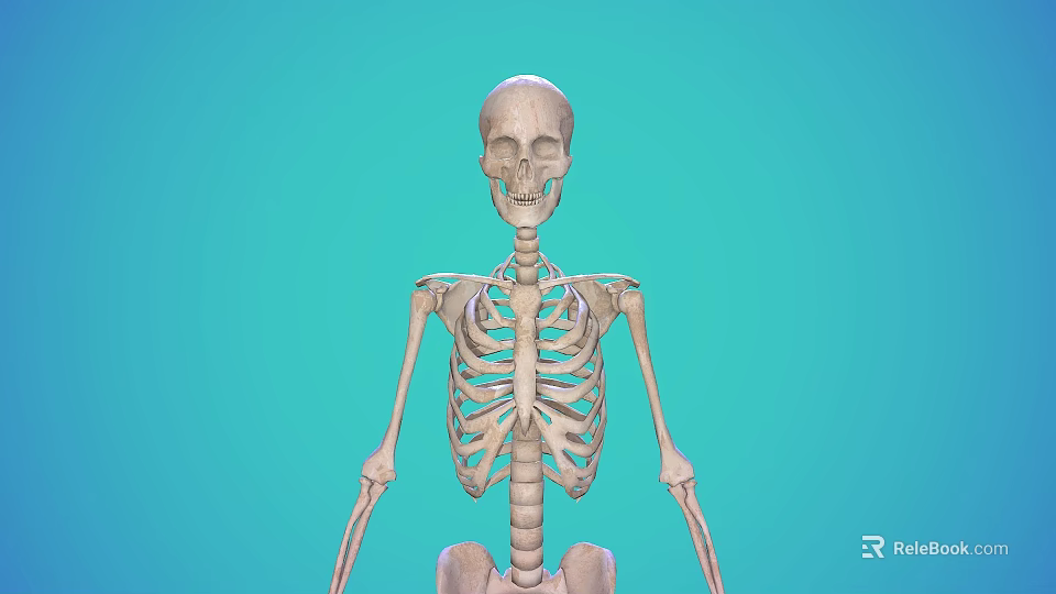 Human Skeleton Model Showing Detailed Limbs Structure on Turquoise Background for Education 3d model 