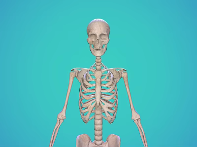 Human Skeleton Model Showing Detailed Limbs Structure on Turquoise Background for Education 3d model