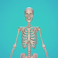 Human Skeleton Model Showing Detailed Limbs Structure on Turquoise Background for Education 3d model