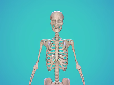 Human Skeleton Model Showing Detailed Limbs Structure on Turquoise Background for Education 3d model