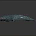 Teal Whale Sculpture With Textured Surface And Distinct Outline On Dark Background