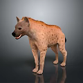 Spotted Brown Hyena Standing On Gray Background With Open Mouth And Shiny Fur