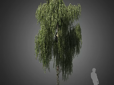 Tall Weeping Willow Arbor with Drooping Green Leaves and Human Figure for Scale 3d model