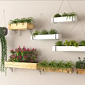 Various Hanging Basket Plants On Wooden And White Shelves For Indoor Decor
