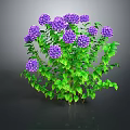 Lush Green Bush with Vibrant Purple Hydrangeas and Fresh Leaves