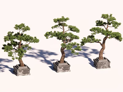 Three Potted Bonsai Trees With Green Foliage In Stone Pots 3d model