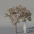 Apple Tree with Pink Blossoms Green Leaves and Brown Trunk in Outdoor Scene