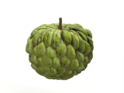 Fresh Green Sugar Apple With Scaly Texture And Brown Stem 3d model