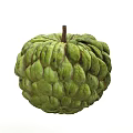 Fresh Green Sugar Apple With Scaly Texture And Brown Stem