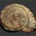 Natural Aquatic Animal Shell With Detailed Patterns And Textured Surface