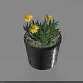 Vibrant Potted Plant With Yellow Flowers Green Leaves And White Pebbles In Black Pot