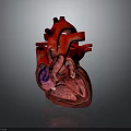 3D Human Heart Anatomical Model With Clear Internal Chambers And Colored Vessels 3d model