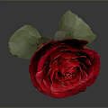 Beautiful Red Rose Plant with Green Leaves and Stem on Gray Background