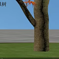 Vibrant Lion's Head Maple Shrub with Red Leaves and Green Grass under Clear Blue Sky